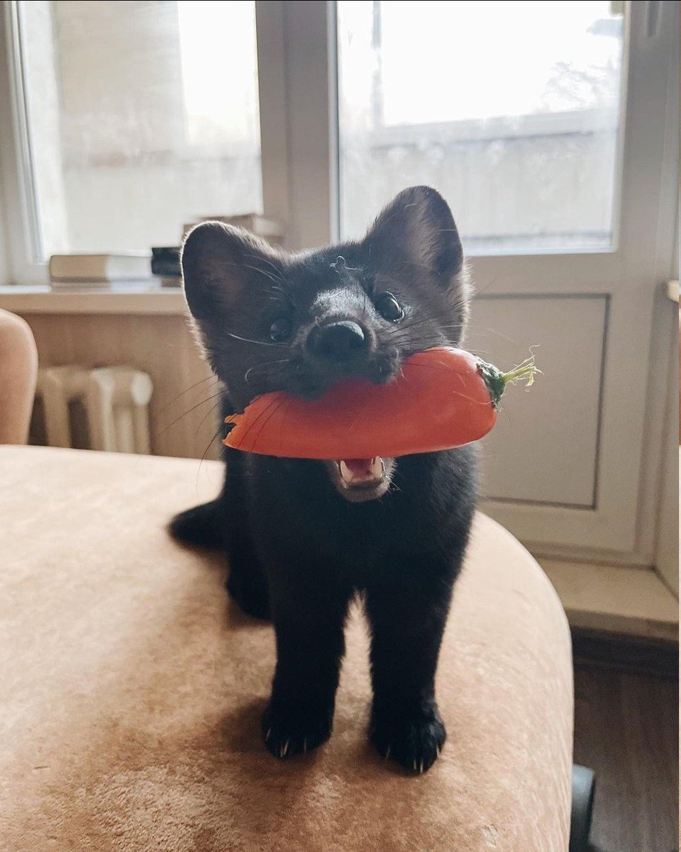 bacyyy_'s tweet image. been feeling like this thing lately