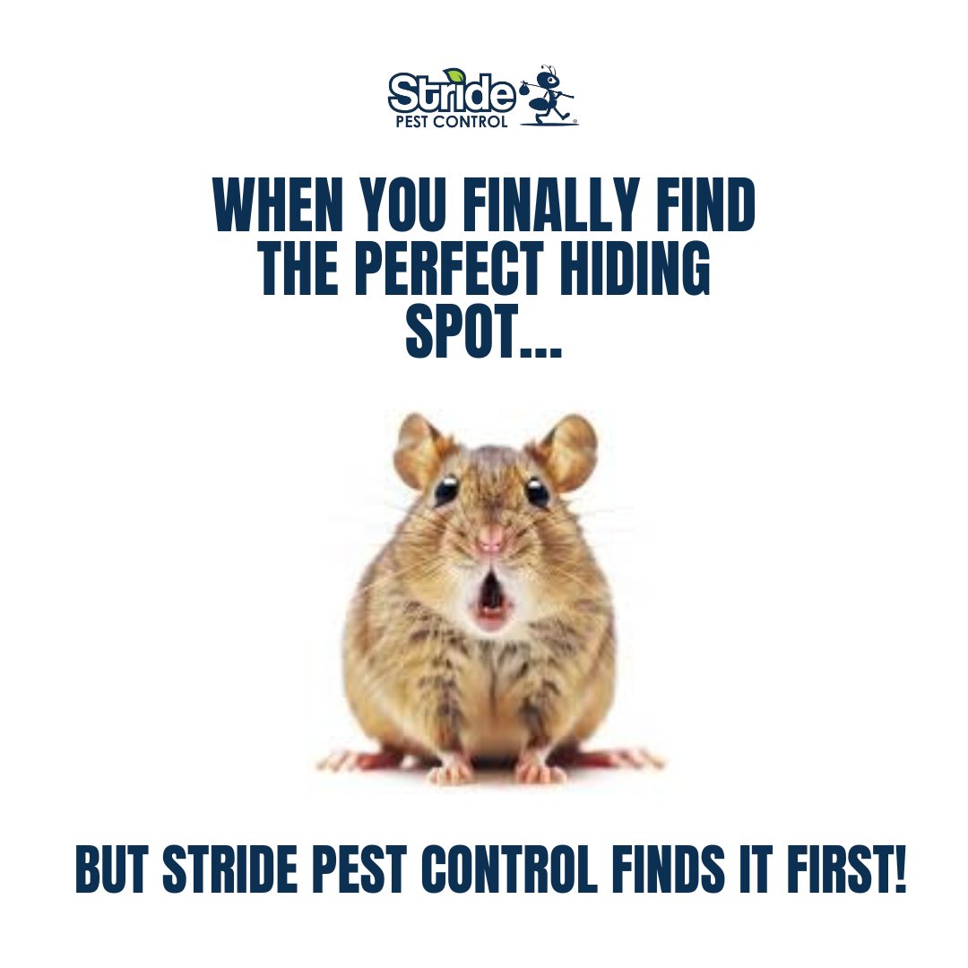 stridepest's tweet image. When you finally find the perfect hiding spot… but the pest control guy finds it first! 🐀💨

#RodentProblems #PestControl #Gotcha #SqueakyEscape #PestFree #stridepestcontrol #pestfreeliving #supportlocal #austintx #roundrock #cedarpark #pflugerville #georgetown #sanantoniotx
