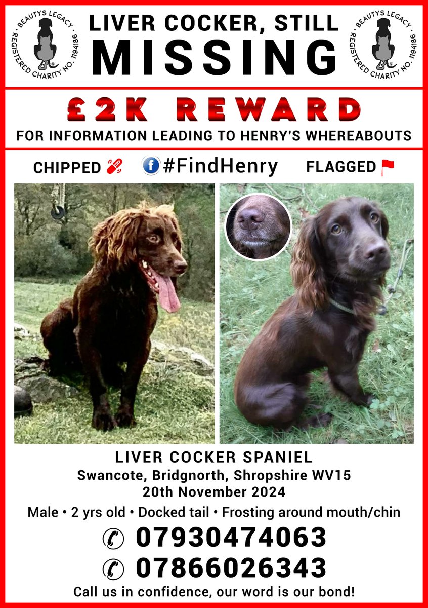 beautys_legacy's tweet photo. Henry is still missing, his family have put up thousands of posters &amp; banners. His mum is even going to the @TheGNShow on 13th Feb, inbher Henry t shirt and hoping to put up a banner there. Please share everywhere. #FindHenry @MomentumBnorth @BridgnorthJourn https://t.co/zoPmWumdFU
