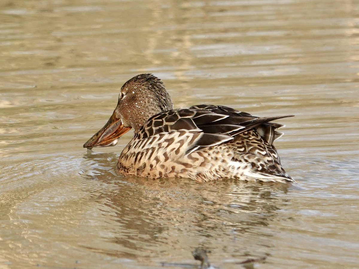 loosemum's tweet photo. It’s #MallardMonday so sharing a few I took at Summer Leys last week Mr and Mrs Shoveler, Mr Mallard and Mr Tufty..taking a dive. #TeamMM https://t.co/S7KoJFOz0W