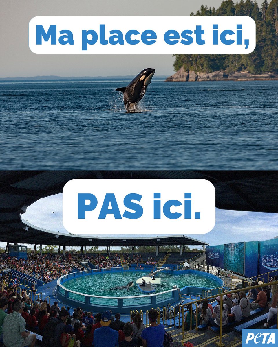 PETA_France's tweet photo. À l’état sauvage, les orques développent des liens sociaux forts, coopèrent pour trouver de la nourriture et parcourent jusqu’à 140 km par jour dans l’océan. En captivité, elles sont confinées dans des bassins exigus. 😢

Ne visitez jamais ces lieux de torture. https://t.co/IgzPVemmdj
