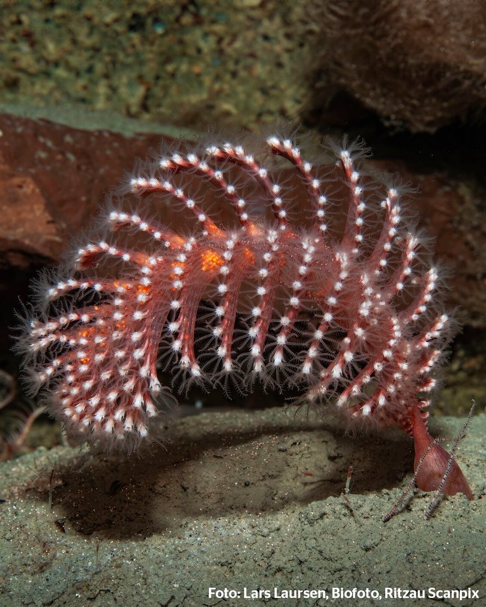 Magnus Heunicke tweet media