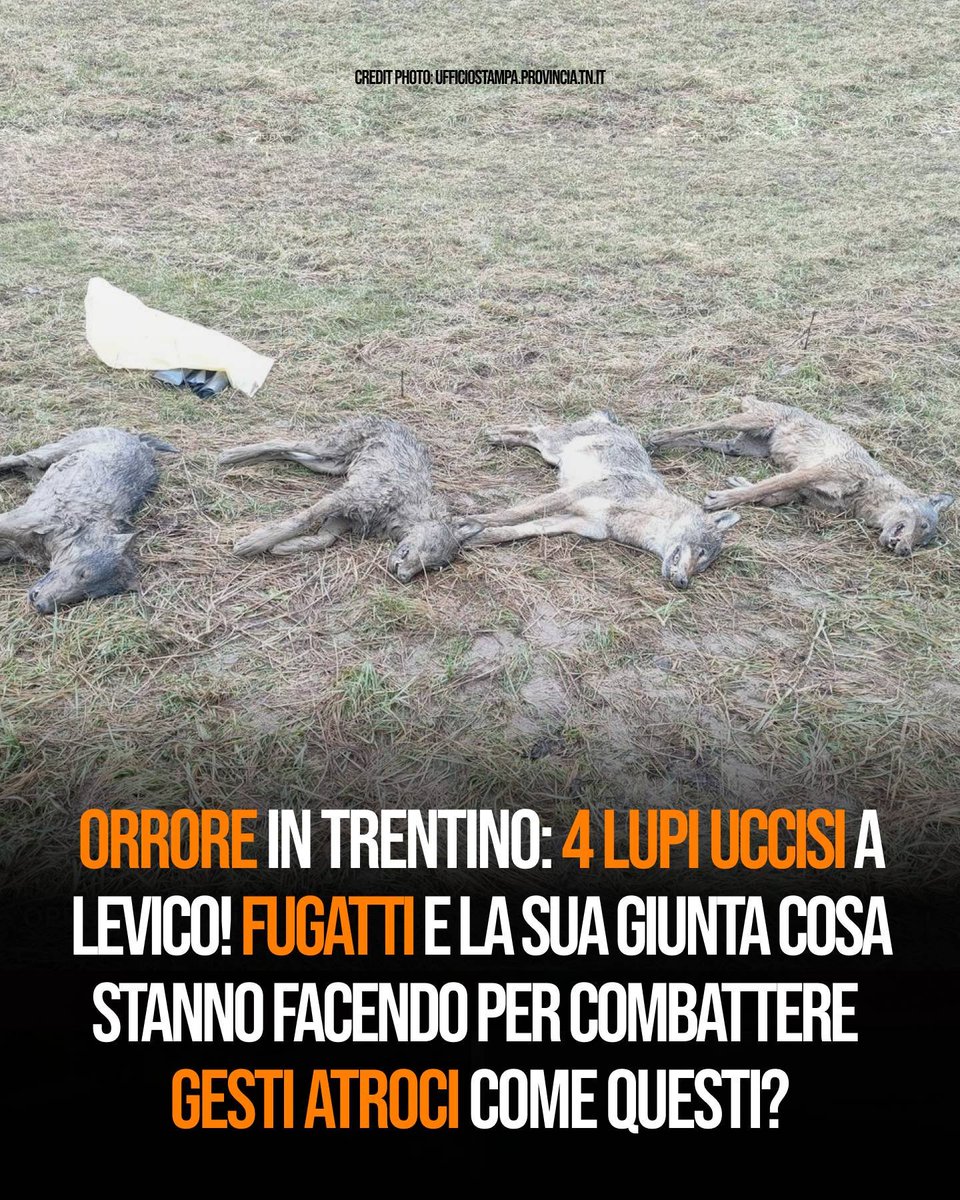 LAV_Italia's tweet photo. Una vera e propria strage! In Trentino, ritrovati i corpi di quattro lupi, quasi sicuramente avvelenati. Il Presidente @MaurizioFugatti crea solo un clima d'odio. @ProvinciaTrento condanni l'accaduto e prenda provvedimenti contro il bracconaggio. La news #LAV qui 👇https://t.co/YzfRzorZSN