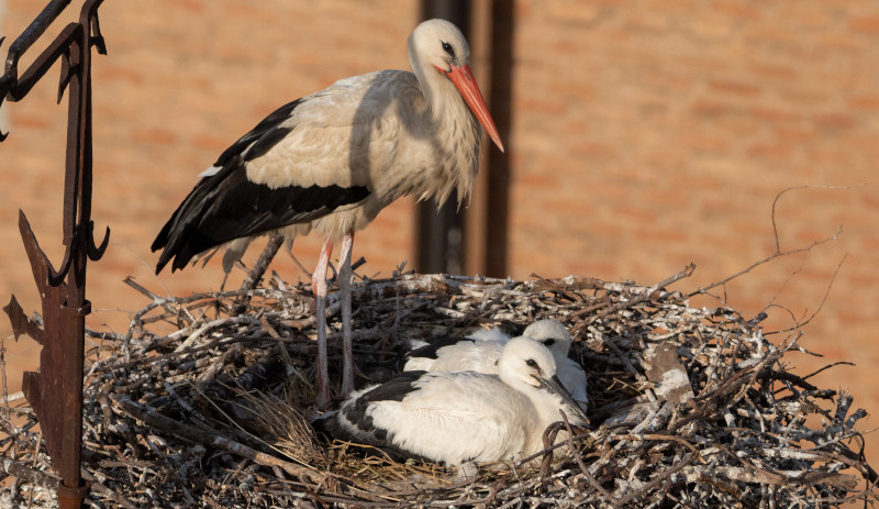 GREFA_Fauna's tweet photo. 📢 Hoy es 3 de febrero, San Blas, una fecha que coincide con el retorno de muchas especies de aves tras abandonar sus cuarteles de invierno en África. Una de ellas es la #cigüeña blanca, que por estas fechas inicia su ciclo reproductor. (#avifauna)

Más 👉 https://t.co/QbaZP6DQAE https://t.co/pzxrqvkcED