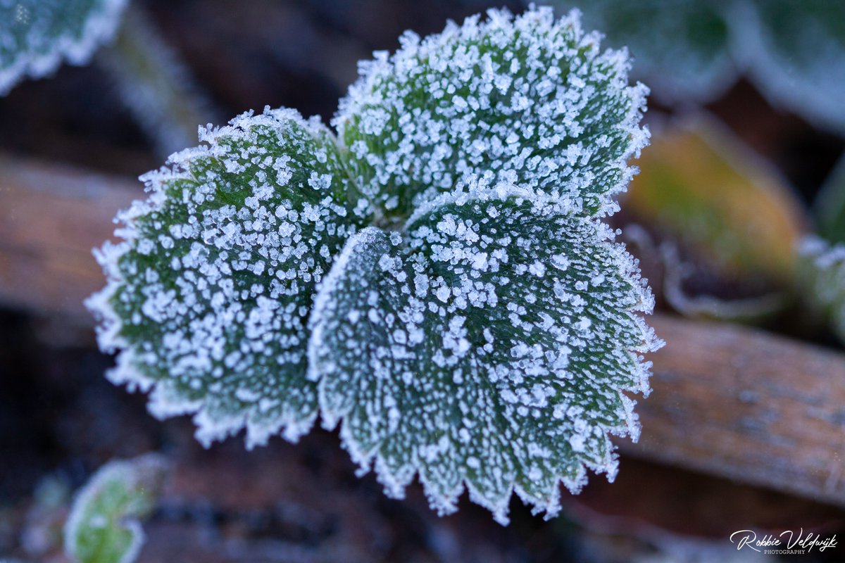 Robbie Veldwijk tweet media