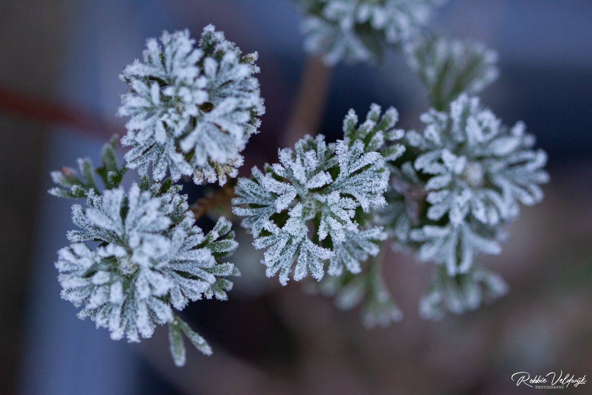 Robbie Veldwijk tweet media