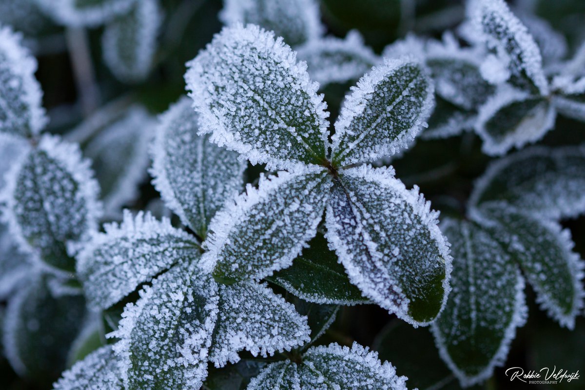 Robbie Veldwijk tweet media