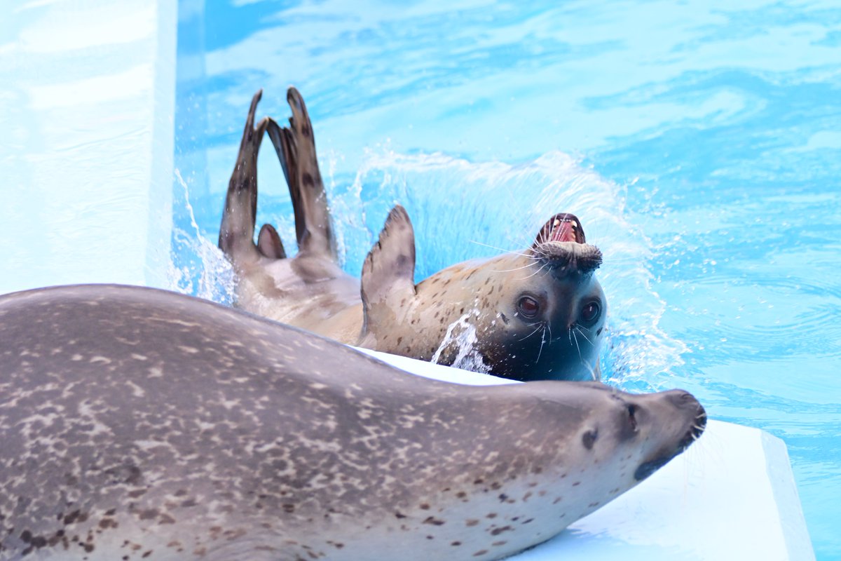 はなまるが〜〜〜🤣🤣🤣
2025.02.02
#東武動物公園
#ゴマフアザラシ
#もちもち
#はなまる