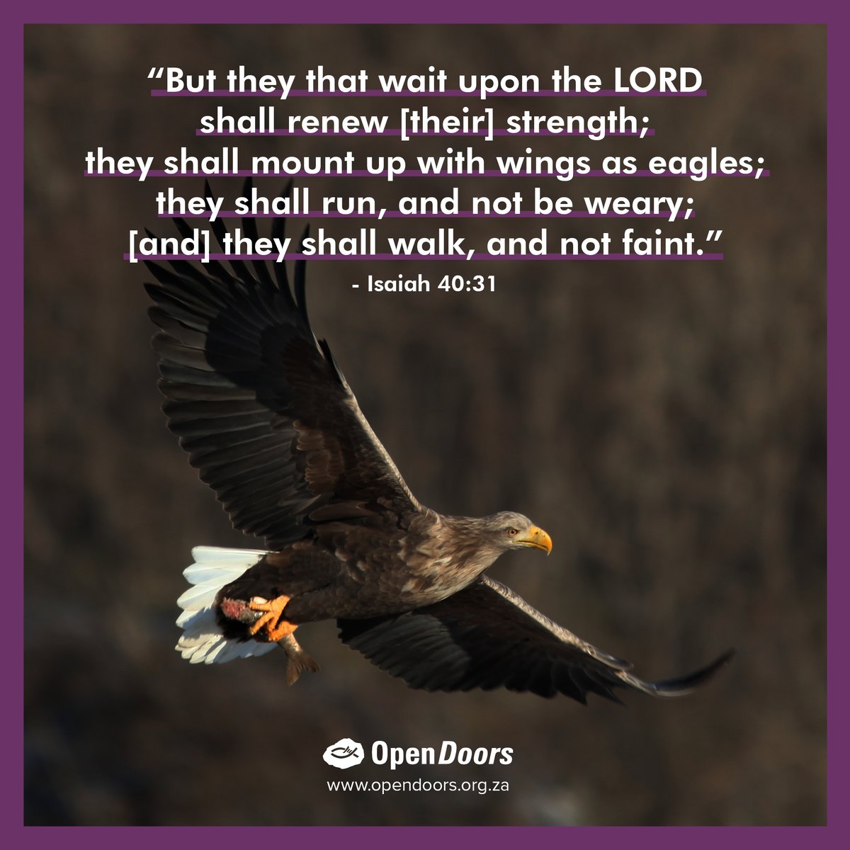 opendoorssa's tweet photo. In the midst of persecution, God renews the strength of His people. Let us pray for our brothers and sisters facing trials today, that they may soar like eagles and never grow weary. Together, we stand with them in faith. 

#OpenDoorsSA #StrengthInFaith https://t.co/WuVbvouNRF