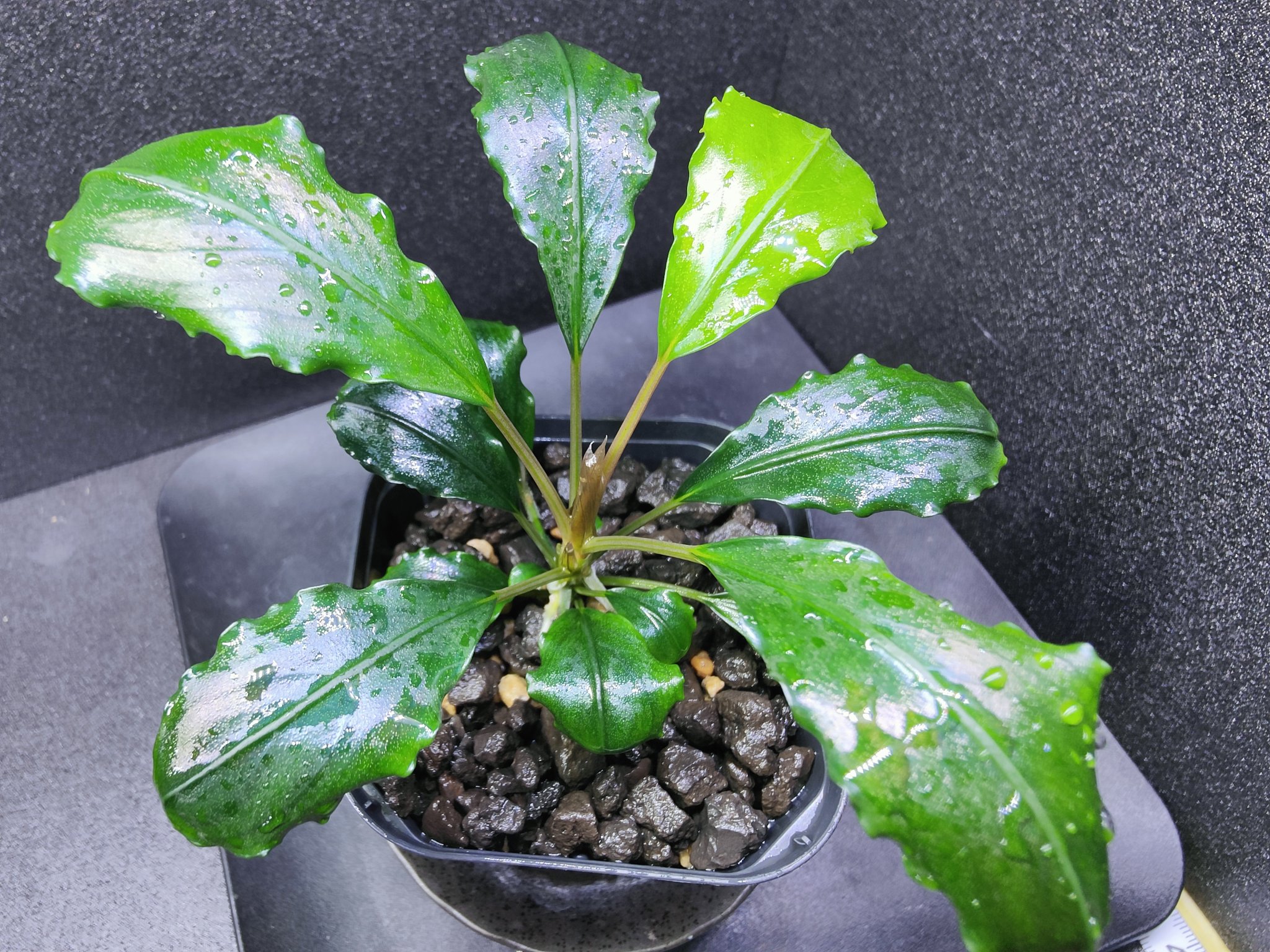 Bucephalandra sp.\