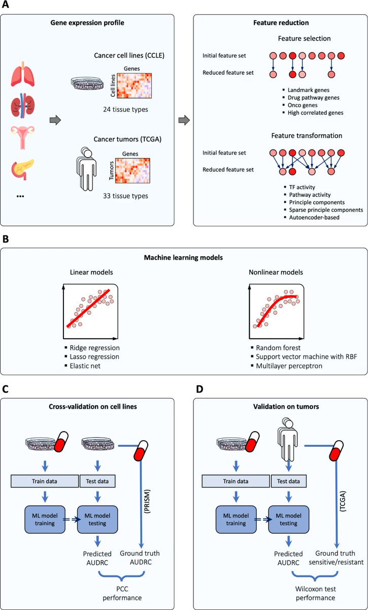 Predicting drug responses is crucial for #PersonalizedMedicine. Our study reveals that #TranscriptionFactor activity-based methods outperform others in this task . #MachineLearning 

<a href="/janbaumbach/">Jan Baumbach</a> 

nature.com/articles/s4159…