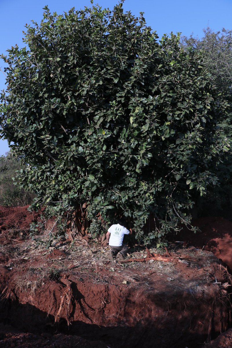 vata_foundation's tweet image. Every tree tells a story.. this one probably wanted to be saved permanently. Trimmed to the bare 10 yrs ago (maybe to reduce shadow on crop) it was about to be stripped off again… when a good samaritan decided to adopt it and requested us to rescue the tree.. 

#TheBigTreeQuest…