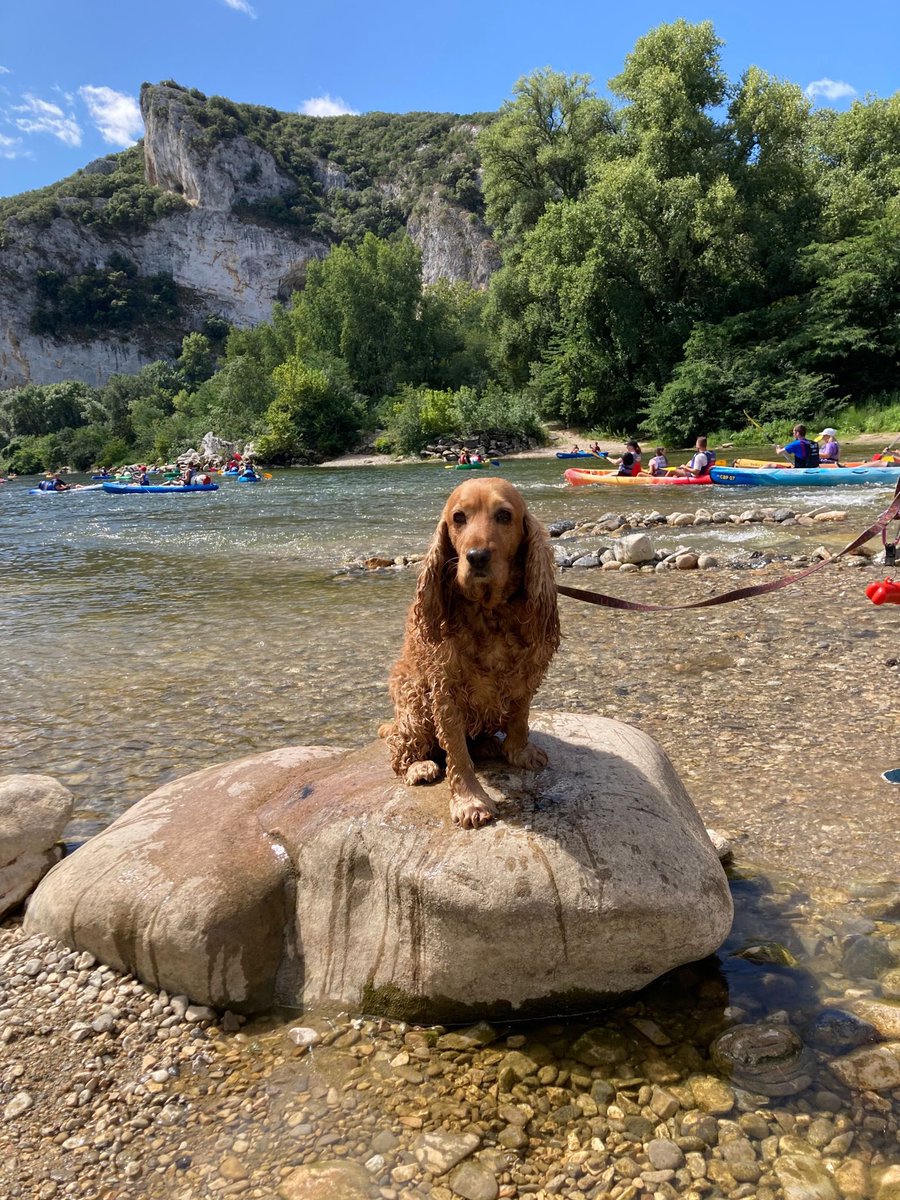 Een feestvarken of hond bedoel ik in huis😁 gelukkige 11e verjaardag Flappy 🥰🥰