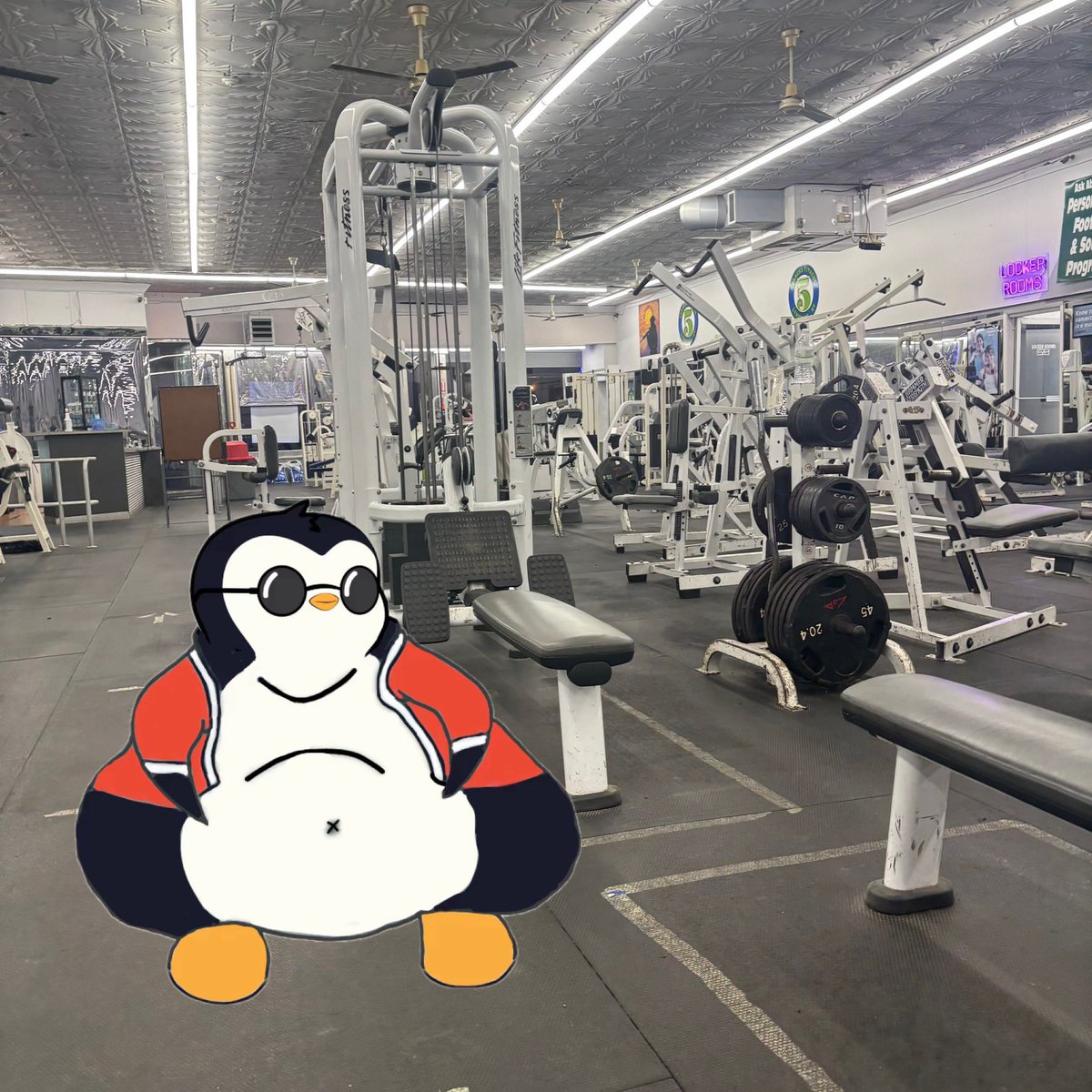 sauciii's tweet photo. Peak penguin proliferation requires peak physical phitness https://t.co/byloM0QyIf