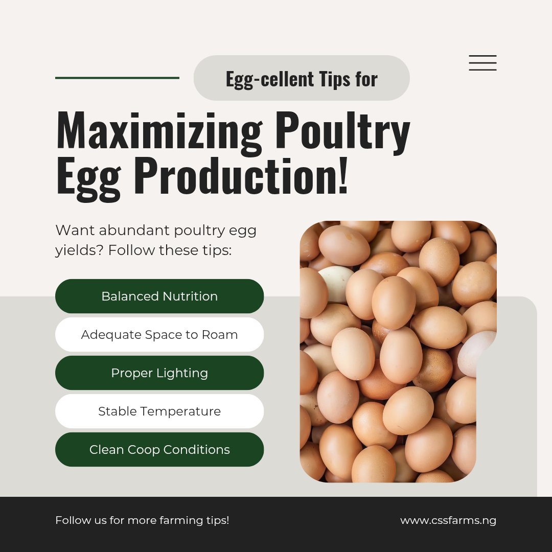 cssfarmng's tweet photo. Egg-citing opportunities await! 🥚✨ At CSS Farms, we don’t just produce eggs—we train the next generation of smart poultry farmers to maximize egg production efficiently. Our training equips you with the knowledge to boost productivity and profitability. https://t.co/I3aFt4pV8S