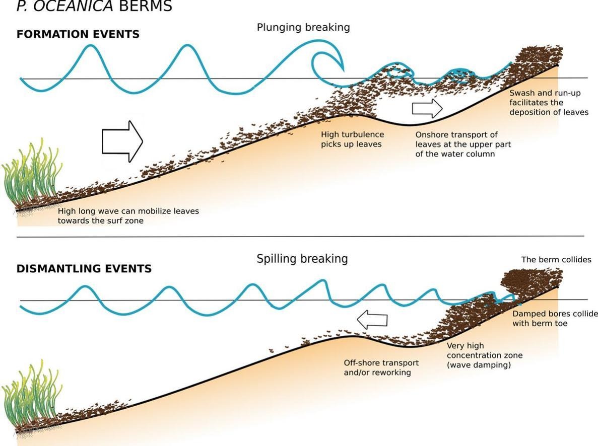 📢New #Paper!
#SOCIB <a href="/UIBuniversitat/">Universitat de les Illes Balears - UIB</a> <a href="/IMEDEA_UIB_CSIC/">IMEDEA (UIB-CSIC)</a> <a href="/AucklandUni/">University of Auckland | Waipapa Taumata Rau</a> &amp; <a href="/Cornell/">Cornell University</a> study #Posidonia oceanica berms—natural coastal barriers shaped by waves. Findings highlight the link between 🌊hydrodynamics &amp; berm formation/dismantling

🔗More cutt.ly/xe711mDn
#ICTSNews