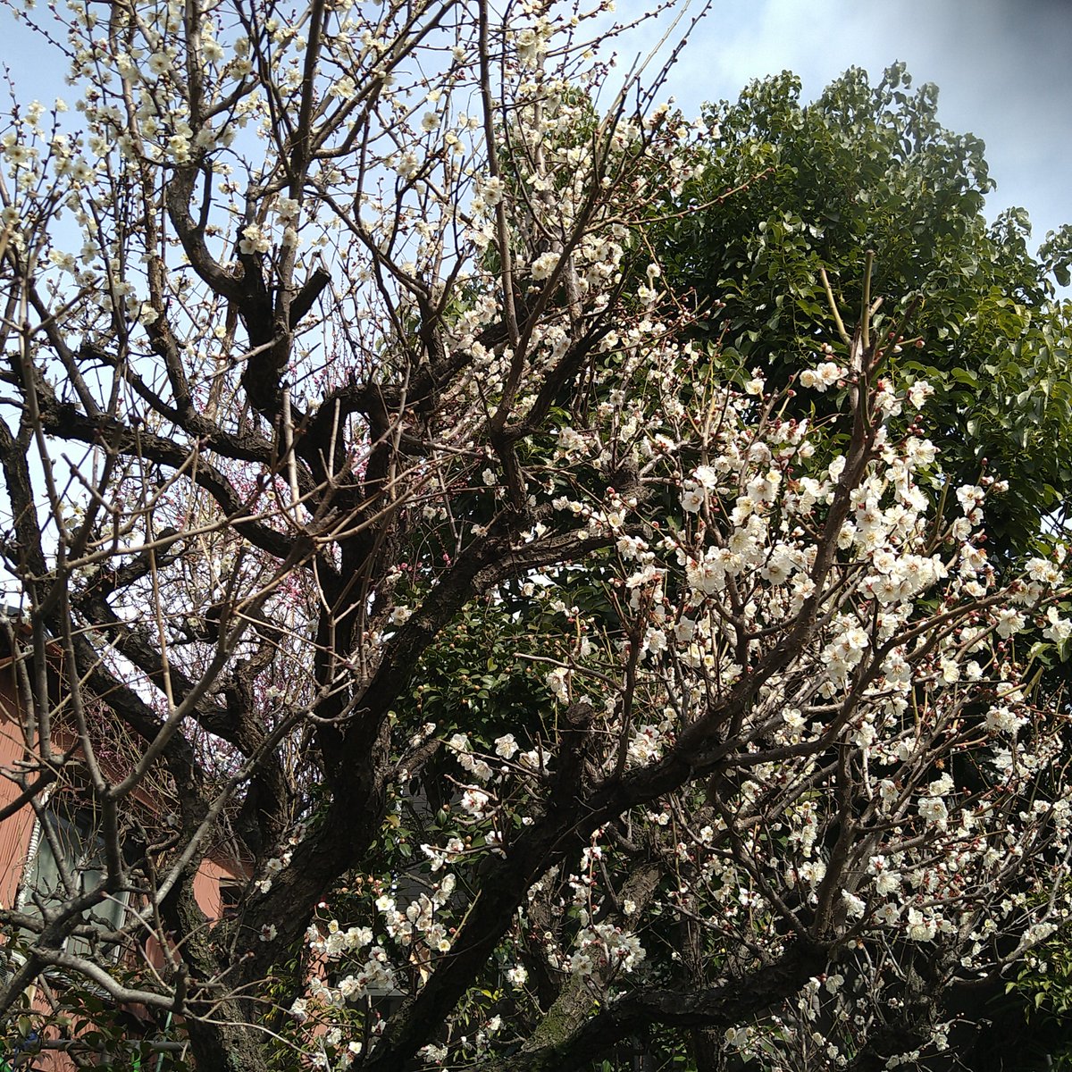 梅の花ですが今日は立春です