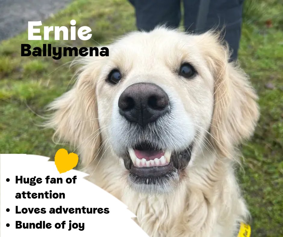 Dogs Trust 💛🐶 (@dogstrust) on Twitter photo Happy Golden Retriever Day! We thought it was the perfect time to introduce you to Ernie, a super sociable, snuggly, goofy boy who is looking for his forever home. Ernie adores adventures and even likes to bring a toy with him!💛
<a href="/DT_Ballymena/">Dogs Trust Ballymena</a>📍 bit.ly/4gAV5QB Happy Golden Retriever Day! We thought it was the perfect time to introduce you to Ernie, a super sociable, snuggly, goofy boy who is looking for his forever home. Ernie adores adventures and even likes to bring a toy with him!💛
<a href="/DT_Ballymena/">Dogs Trust Ballymena</a>📍 bit.ly/4gAV5QB