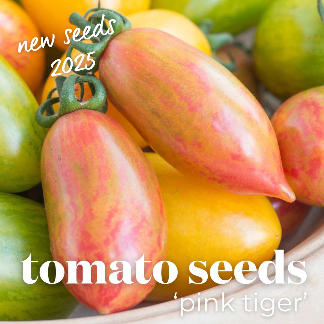 Add a splash of colour and flavour to your garden with Tomato ‘Pink Tiger’, the striking cherry variety that’s as delicious as it is beautiful.

👉 Order your seeds today and grow something extraordinary in 2025! bit.ly/40jOCV6

#TomatoPinkTiger #NewFor2025 #GrowYourOwn