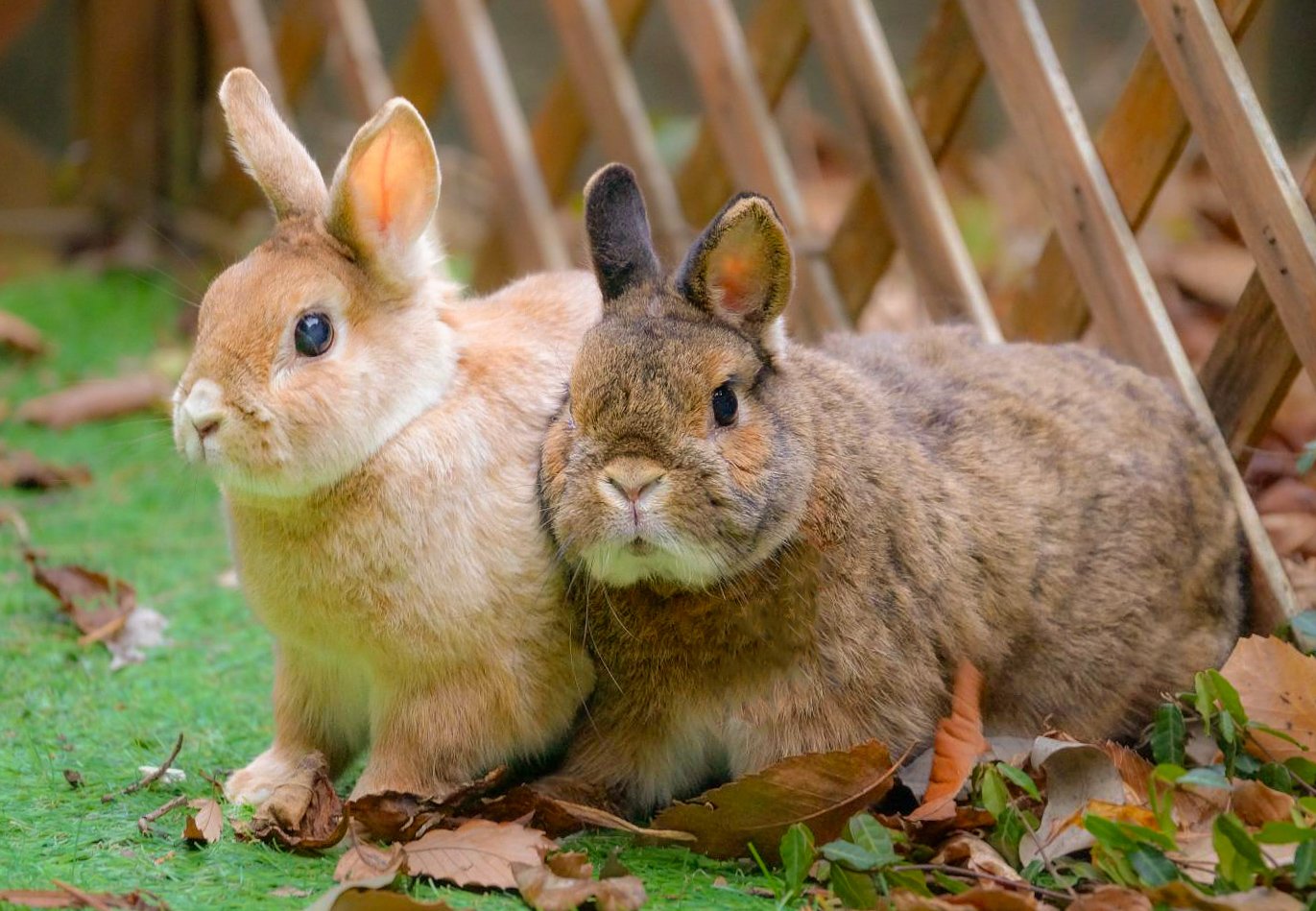 うさぎです。 41sUVyRXD-L._UF350,350_QL50_.jpg