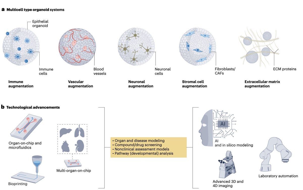 Amir A Zadpoor (@amir_zadpoor) on Twitter photo #Organoids have developed into a driver of #biomedical #research in #regenerativemedicine, #organonchip, #bioprinting, and many other relevant areas. In our paper just published in <a href="/NatureMedicine/">Nature Medicine</a> , we review the clinical applications of organoids (rdcu.be/d8qIv) #Organoids have developed into a driver of #biomedical #research in #regenerativemedicine, #organonchip, #bioprinting, and many other relevant areas. In our paper just published in <a href="/NatureMedicine/">Nature Medicine</a> , we review the clinical applications of organoids (rdcu.be/d8qIv)