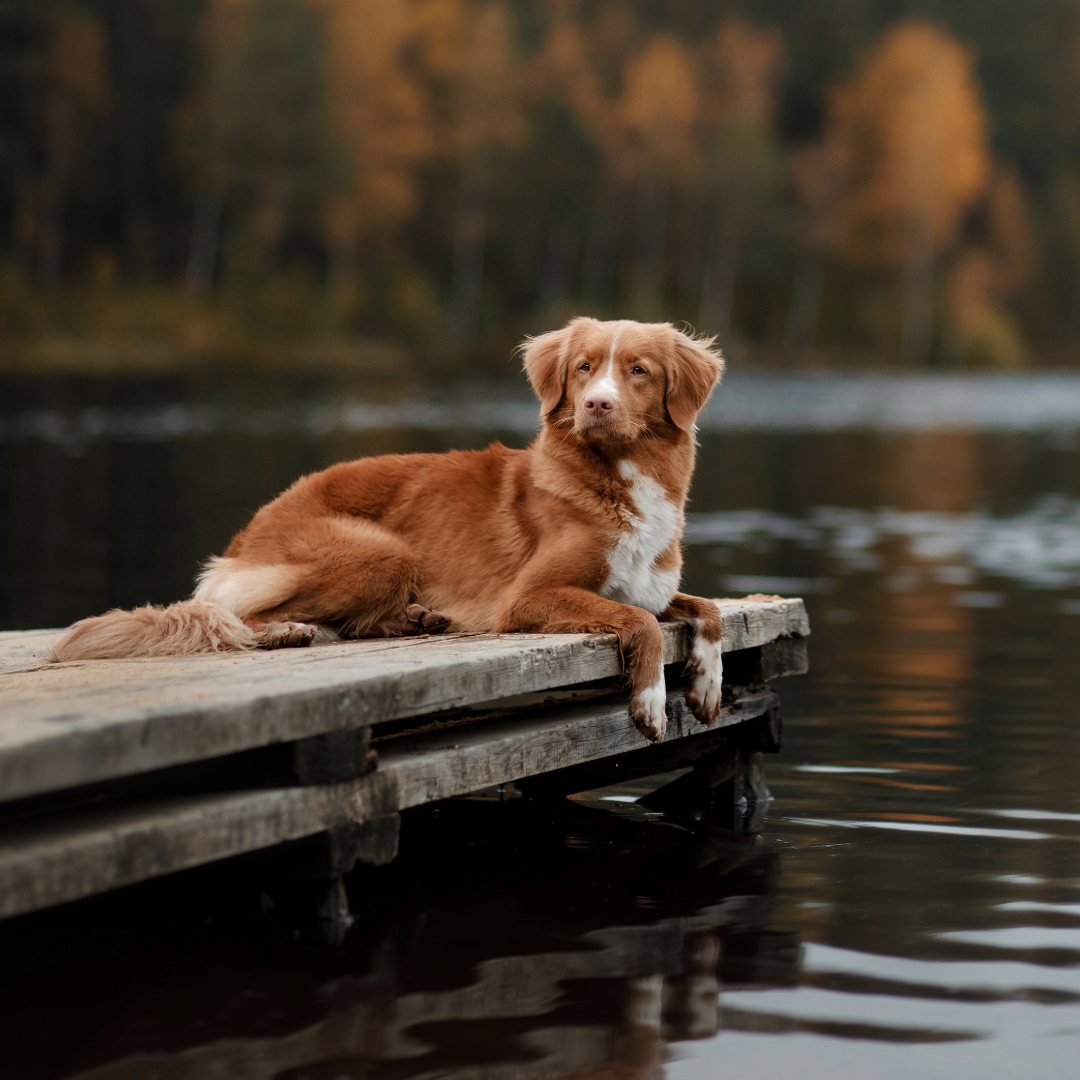 CuriousMindByte's tweet photo. Dog Breed Spotlight: Nova Scotia Duck Tolling Retriever - Medium-sized retrievers with distinctive red coats. Playful and intelligent, excel at water sports. Need plenty of exercise. #Toller #SportingDogs #WaterDogs https://t.co/CWMj2FFt5A
