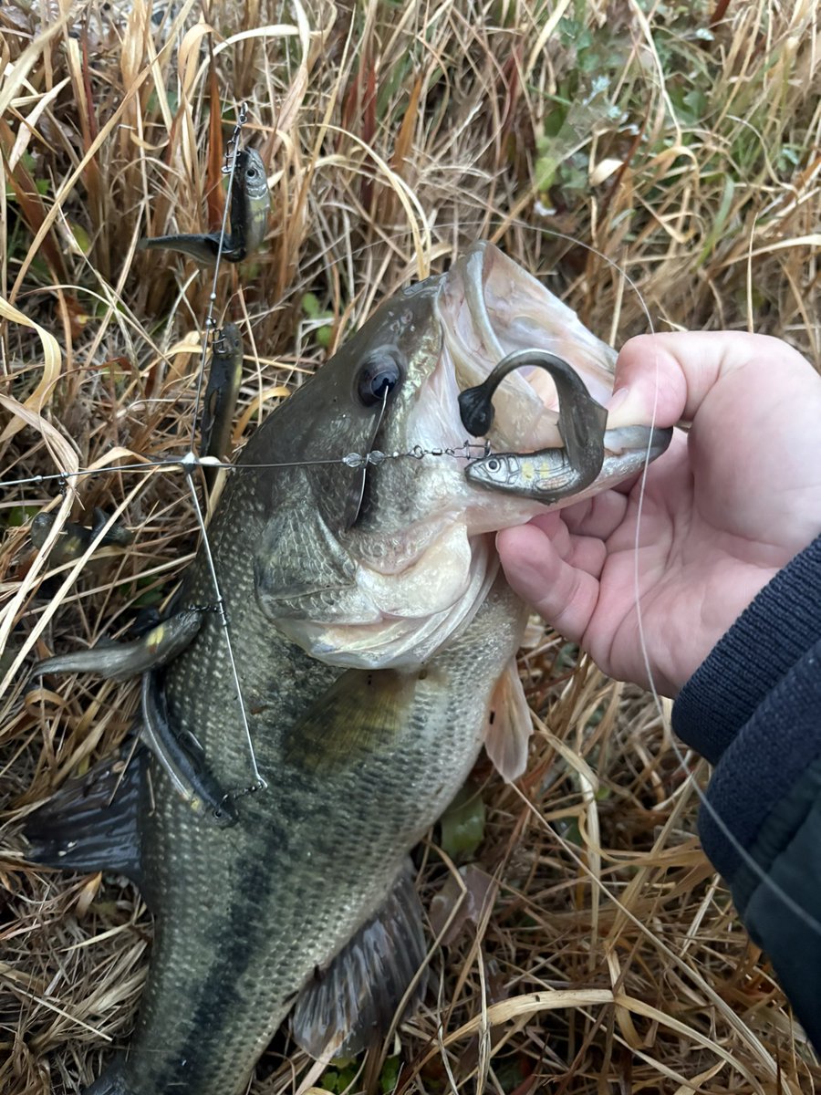 fishing0812's tweet photo. ブレイクラインをスローに通したら
水面から飛び出る程の突き上げバイト💥

ストラクチャーで30ちょいも🐟

#incyde #プロップフッカーゼロ https://t.co/PnhrTacAl0