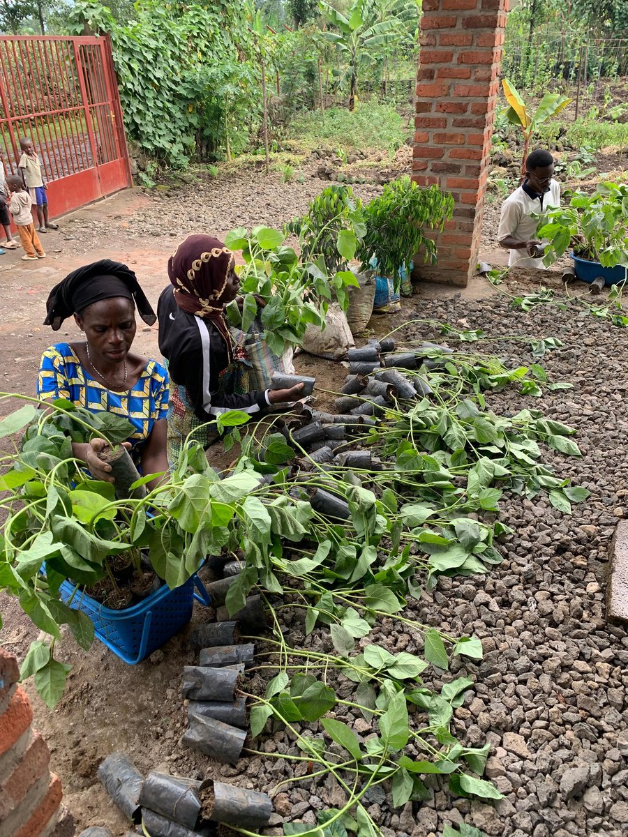 rotaractcavm's tweet photo. On the same day :
We have also handed to the community Fruit trees  to leverage the impact of "RWANDA IN FRUITS" Project, 
Way forward aligning with cambating malnutrition in Rwanda
@MusanzeDistrict @RCkigalicity @Hingamafaranga1 https://t.co/yYxBHDAHcg