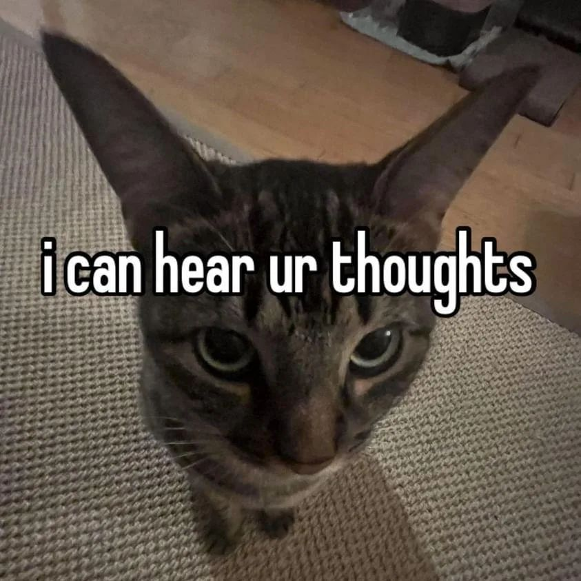 PunchingCat's tweet photo. https://t.co/ZcvF7rTrvk