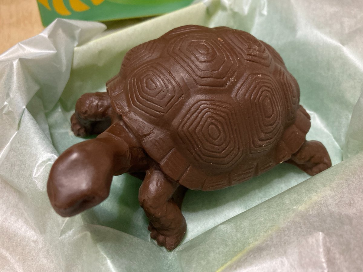 娘からの、早めのバレンタイン・チョコ❣
松風屋 -ZOOLOGY- 動物チョコ シリーズのゾウガメ😍
項甲板が無いので、ガラパゴスゾウガメ(種群)かな？
造形がとてもリアルなので…食べられない😅💦
