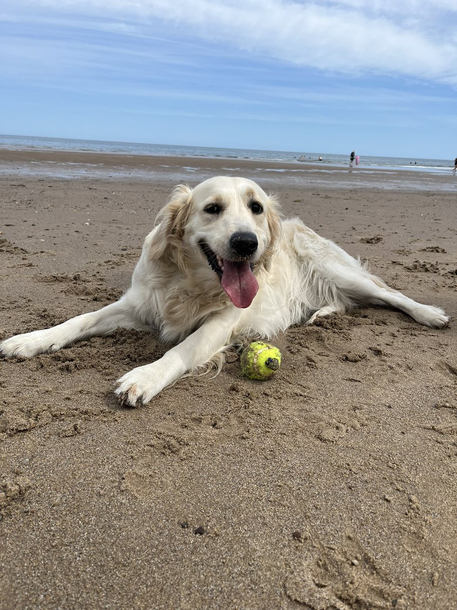 __Katie29's tweet photo. Happy National Golden Retriever Day from my golden girl Biscuit 🐾💛 #goldenretriever https://t.co/Klm8zwSLaQ