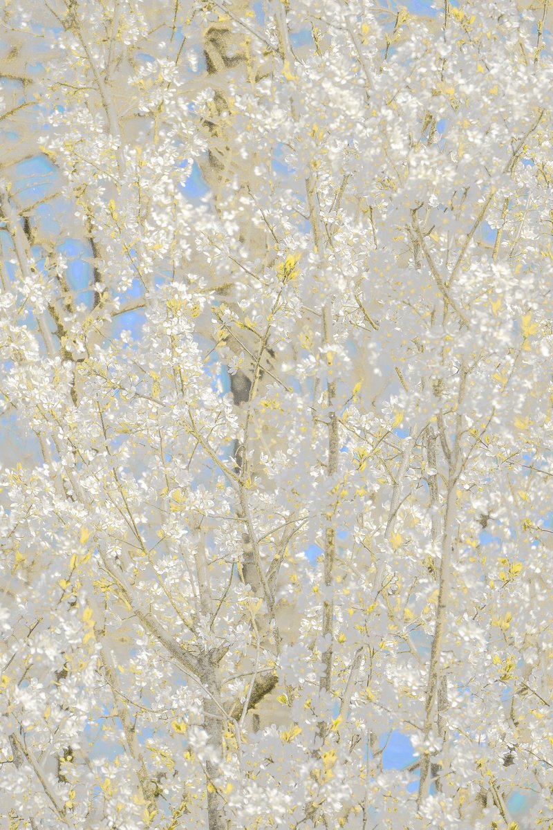 （View in 4K for the full experience!🔍✨）