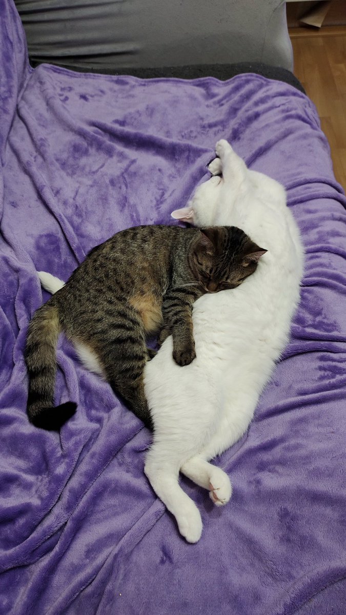 syntheticshadow's tweet photo. ✨💜😻💜✨ https://t.co/oIHiwYzlp4