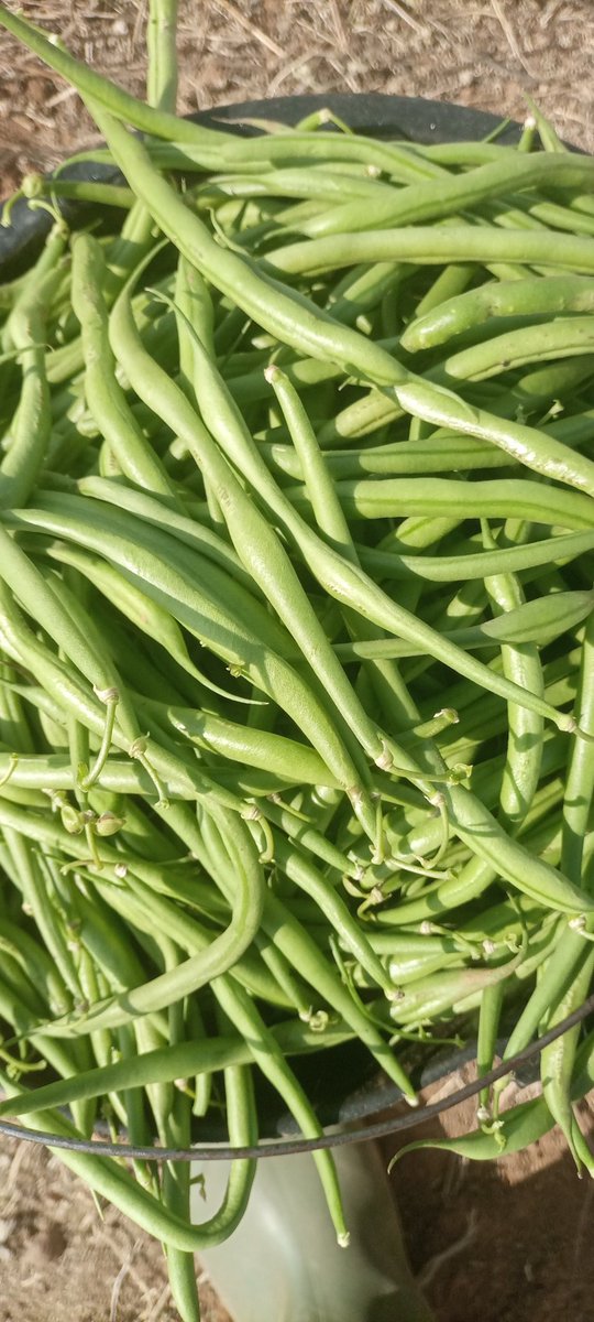 GeorgeLambert_1's tweet photo. Retweet &amp; Repost, someone might learn 

During the rainy seasons, Greens beans is one of the easiest plants to cultivate 
The things required are as follows:
 
1. Land 
2. Seeds 
3. Manure 
4. Chemical fertilizer 
5. Chemicals for spraying 

Take advantage, I can consult for you https://t.co/O8Lr34EuRT