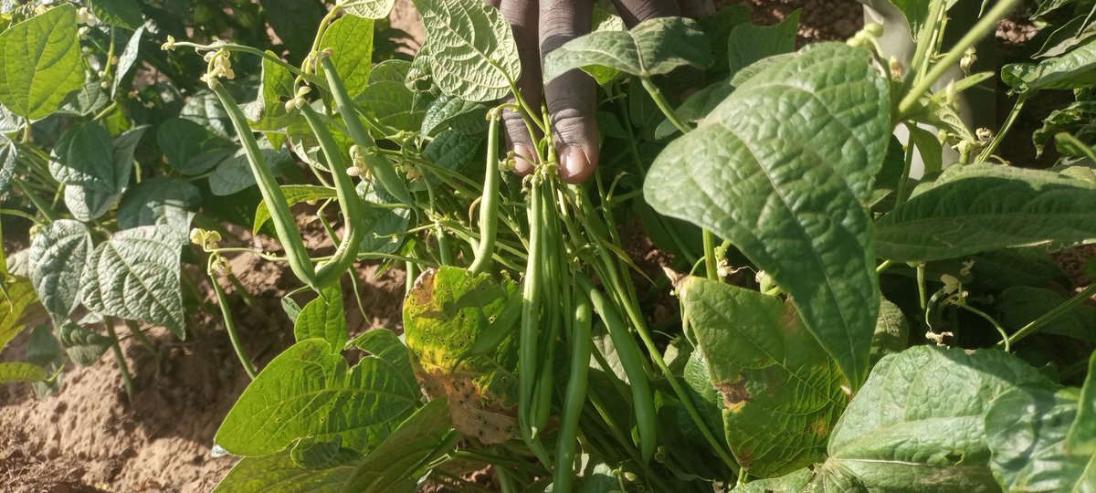 GeorgeLambert_1's tweet photo. Retweet &amp; Repost, someone might learn 

During the rainy seasons, Greens beans is one of the easiest plants to cultivate 
The things required are as follows:
 
1. Land 
2. Seeds 
3. Manure 
4. Chemical fertilizer 
5. Chemicals for spraying 

Take advantage, I can consult for you https://t.co/O8Lr34EuRT