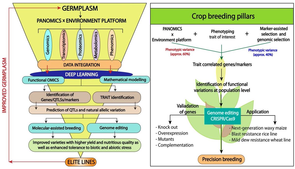 CzemborH's tweet image. 🧬🧩🌾💻👨‍🎓🧬👍💚📲👨‍🌾🍞📈
📢 #InterestingRead - #Genomics
" Safe "Genome-Edited Crops" "🧬💚#NGTs
➡️PANOMICS meets germplasm
onlinelibrary.wiley.com/doi/10.1111/pb…
👨‍🎓🧬👍💚 #genebank #germplasm #prebreeding
#GWAS #biotechnology #NGTs #Genomics 
#panomics #germplasm #climatechange #plantbreeding