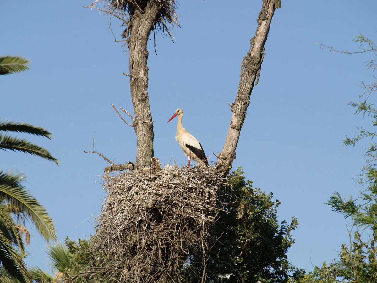 A_SanchezColl's tweet image. 