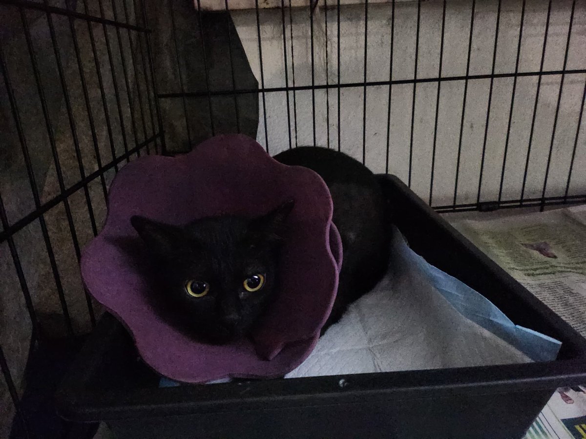 samantha_cavill's tweet photo. TNR baby. Very cute and manja. Jenis  penakut jugak. Sayang nak lepas. 

She's very sweet. Kalau ada yg berkenan do dm me. 

I'll bear the first vaccination cost. 

End of this week she'll be released kalau takde yg nak. Spaying her its the least i can do🥹

Her name is molly 😺 https://t.co/iAExCY6bCd