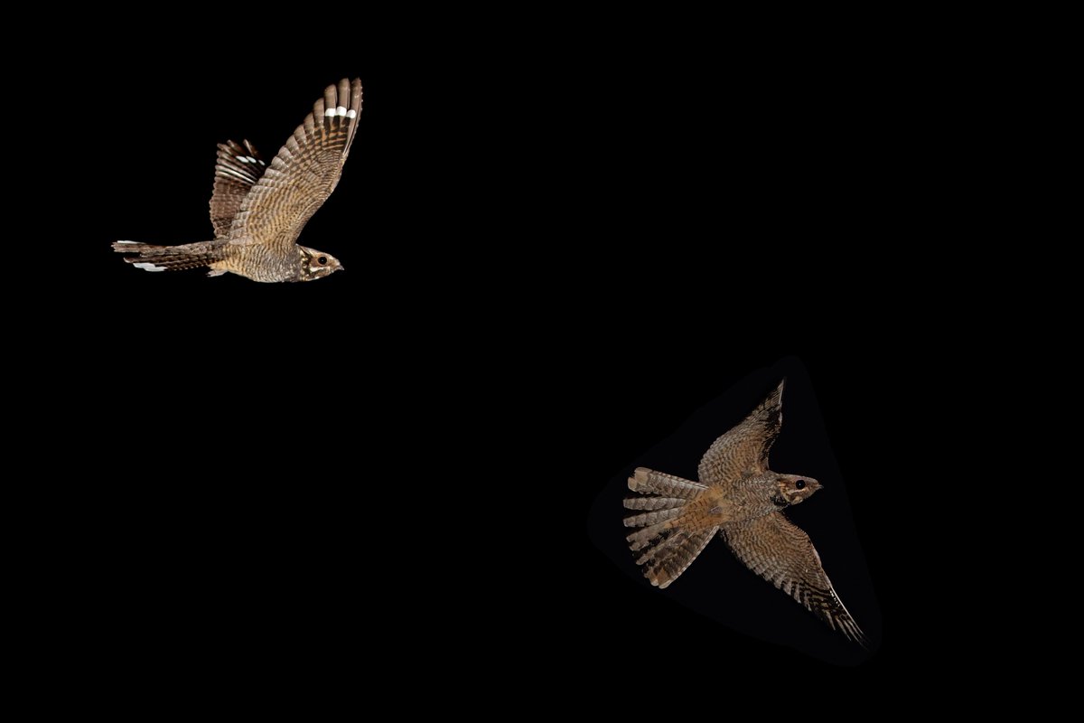 I'll be giving a talk on the last 11 years of #Nightjars in NE Scotland to the <a href="/ScottishBirding/">The SOC</a> Tayside branch this Thursday 6 Feb at 7:30 at Glaiste Hall, St Andrews Parish Church, King Street, Dundee DD1 2JB
"Out of the dark: breeding Nightjars in NE Scotland"
<a href="/BTO_Scotland/">BTO Scotland</a>
