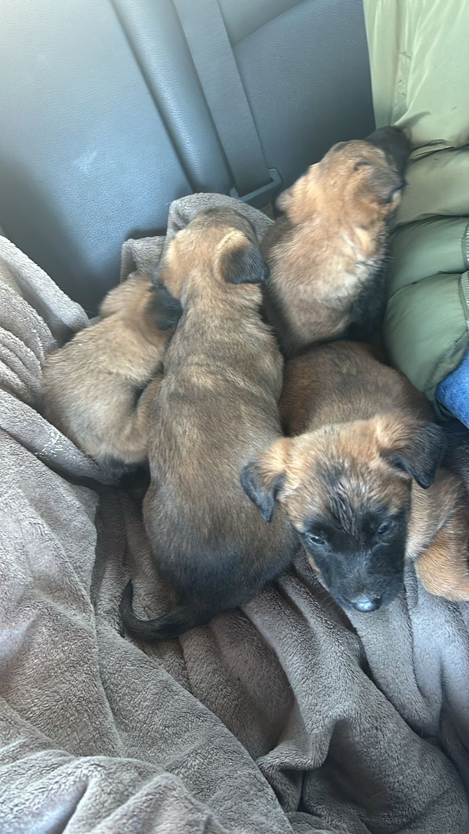 Ayer abandonaron CINCO cachorros.
Se pide ayuda para encontrar al culpable.
Si tenéis cualquier tipo de información,  escribidnos!