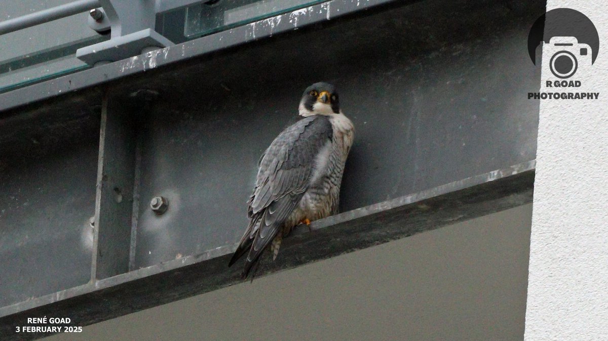 Poole Peregrines tweet media
