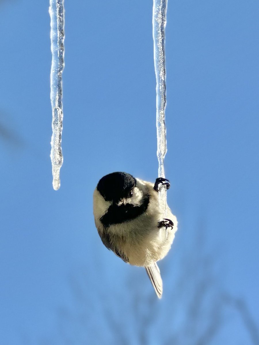 🐦 Caption needed!