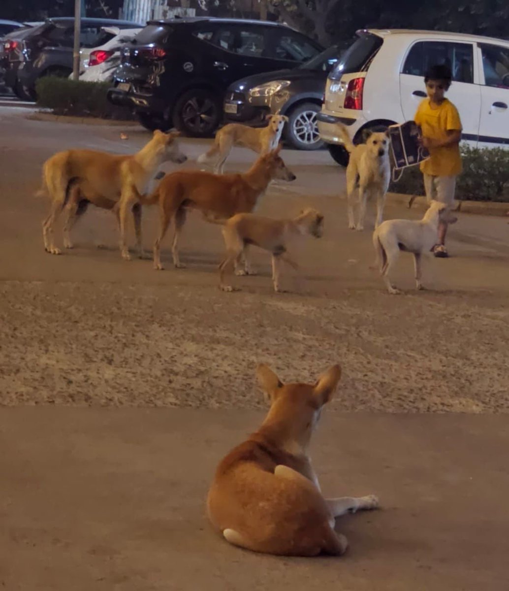 kssprince's tweet photo. Every day, dogs are biting small children &amp; others. Currently , there are over 100 dogs in JP Kosmos, Noida. A woman running an NGO in the society &amp; brings in new street dogs everyday as she earns money for each dog. #noida_authority #news #AajTakSocial #zeenews #ABPNews https://t.co/qKDMk2WhRl