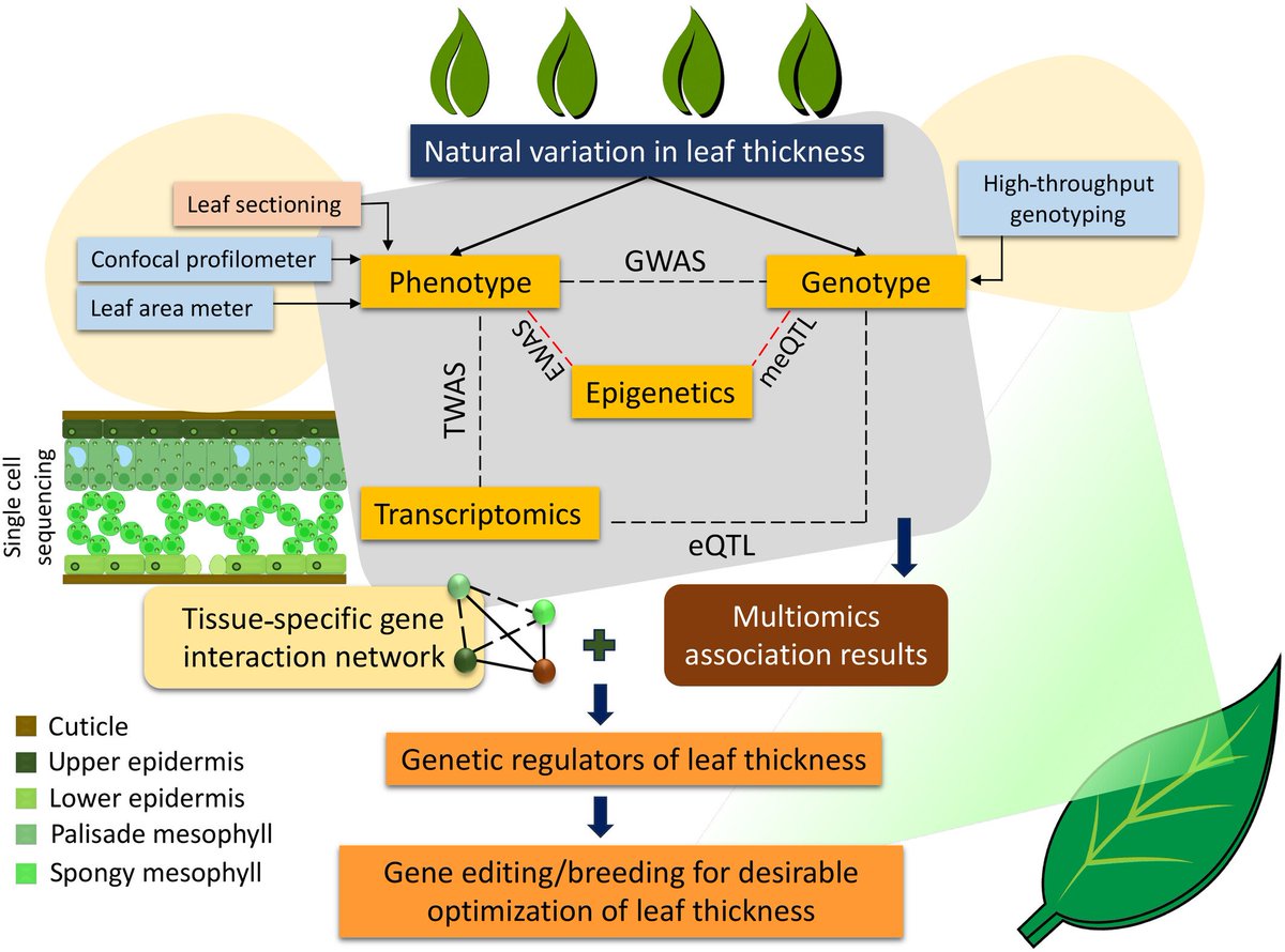 Abiotic stress in plants (Green Survivors) (@abioticstress) on Twitter photo Review by <a href="/PrakshiAneja/">Prakshi Aneja</a> <a href="/rajarshi_sanyal/">Rajarshi Sanyal</a> <a href="/AashishPlantBio/">Aashish Ranjan</a> <a href="/wileyplantsci/">Wiley Plant Science</a> <a href="/NewPhyt/">New Phytologist</a>
#Leaf growth in third #dimension: a #perspective of leaf thickness from #genetic regulation to #ecophysiology
nph.onlinelibrary.wiley.com/doi/10.1111/np…
#PlantSci <a href="/sci_plant/">Plant Science</a> <a href="/Crop4Clima/">Crop4Clima</a> <a href="/genomicsedu/">Genomics Education</a> <a href="/plant_genetic/">Plant Genetic Resources Centre</a> Review by <a href="/PrakshiAneja/">Prakshi Aneja</a> <a href="/rajarshi_sanyal/">Rajarshi Sanyal</a> <a href="/AashishPlantBio/">Aashish Ranjan</a> <a href="/wileyplantsci/">Wiley Plant Science</a> <a href="/NewPhyt/">New Phytologist</a>
#Leaf growth in third #dimension: a #perspective of leaf thickness from #genetic regulation to #ecophysiology
nph.onlinelibrary.wiley.com/doi/10.1111/np…
#PlantSci <a href="/sci_plant/">Plant Science</a> <a href="/Crop4Clima/">Crop4Clima</a> <a href="/genomicsedu/">Genomics Education</a> <a href="/plant_genetic/">Plant Genetic Resources Centre</a>