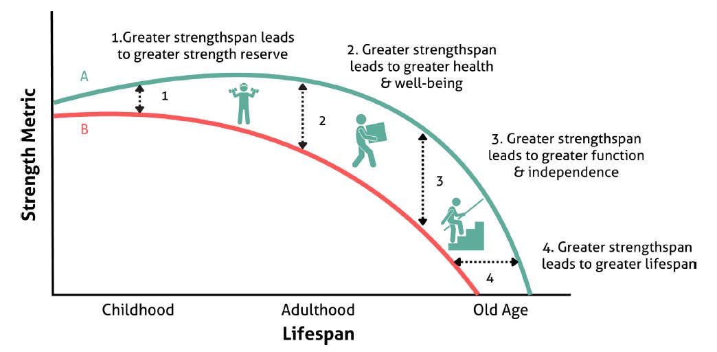 a_garciahermoso's tweet image. 💪🧬 Ampliar el #Strengthspan es clave para vivir más y mejor. Construye y mantiene tu fuerza desde la infancia hasta la vejez con ejercicio de fuerza. 

¡Fortalece tu presente para un futuro más sano! 🔥🏋️‍♂️

bjsm.bmj.com/content/58/14/…