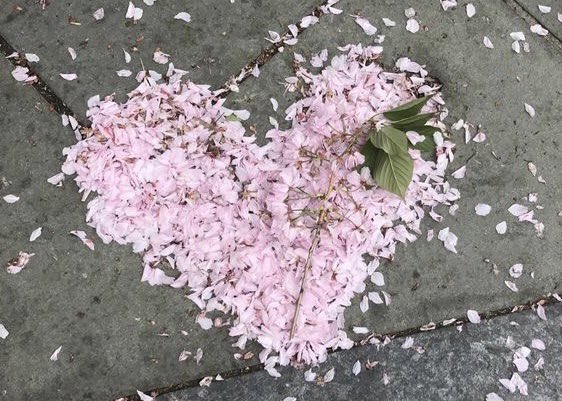 heart_jpg's tweet photo. heart https://t.co/XHa3eEoT1H