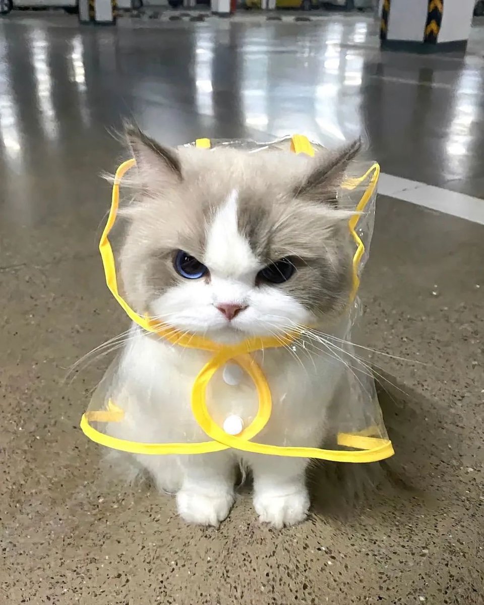 TheCatsX's tweet photo. my two moods: https://t.co/iBjlwR85C1