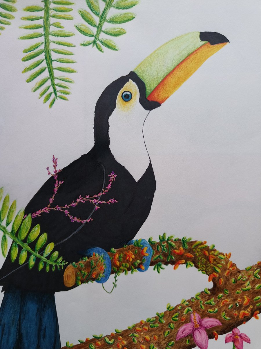 wi3erek's tweet photo. Tukan 

#toucan #drawing #art #markers #animal #toucandrawing https://t.co/V0vtiL9NPy