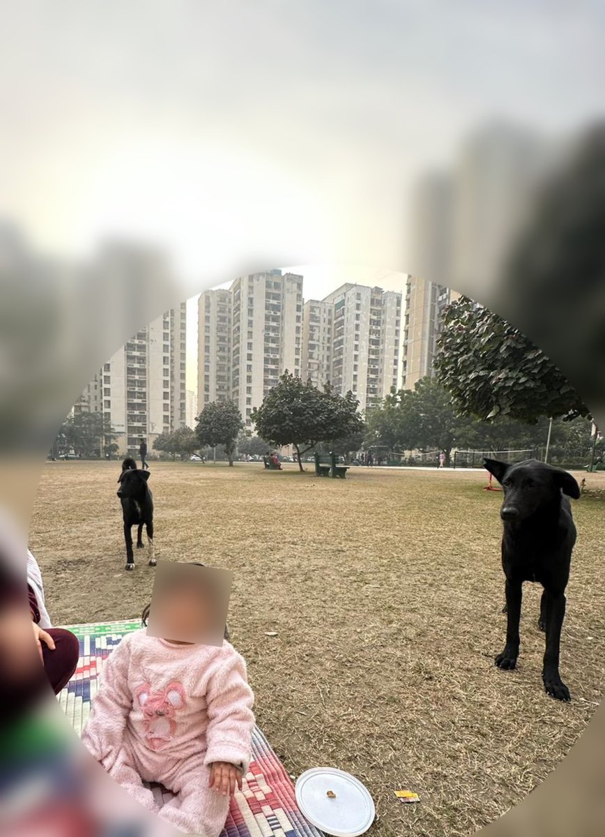 kssprince's tweet photo. Every day, dogs are biting small children &amp; others. Currently , there are over 100 dogs in JP Kosmos, Noida. A woman running an NGO in the society &amp; brings in new street dogs everyday as she earns money for each dog. #noida_authority #news #AajTakSocial #zeenews #ABPNews https://t.co/qKDMk2WhRl