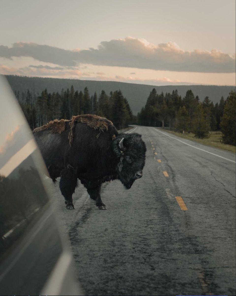 i_am_dannyboy's tweet photo. A bison crosses the road at dusk in northern Wyoming. Compared to moose or bear, bison are one of the easier large mammals to photograph. 
Looking forward to getting up close to some more later this summer!
•
#yellowstone #wildlifephotography #montanaphotographer https://t.co/zwBatjEbjE